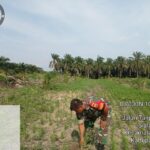 Babinsa Kodim 0322/Siak Bersama Kelompok Tani Jaya Sakti Lakukan Perawatan Padi Gogo,