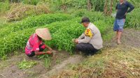 Bhabinkamtibmas dan Warga di Kampung pinang Sebatang Timur Panen Kangkung Dukung Ketahanan Pangan