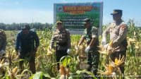 Kapolsek Kandis Hadiri Panen Jagung di KPAK Sam-Sam, Dukung Ketahanan Pangan Nasional