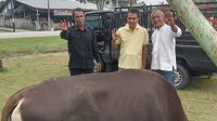 Satuan Polisi Pamong Praja Kabupaten Bengkalis Serahkan Satu Ekor Sapi untuk Qurban ke DPC PPDI kabupaten Bengkalis 