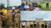 Panen Raya Jagung Pipil Di Kampung Libo Jaya, Wujud Dukungan Polsek Kandis Bersama PT.Ivo Mas Tunggal Terhadap Program Ketahanan Pangan Presiden RI