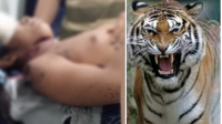 Pekerja PT Arara abadi tewas di terkam harimau saat buang air