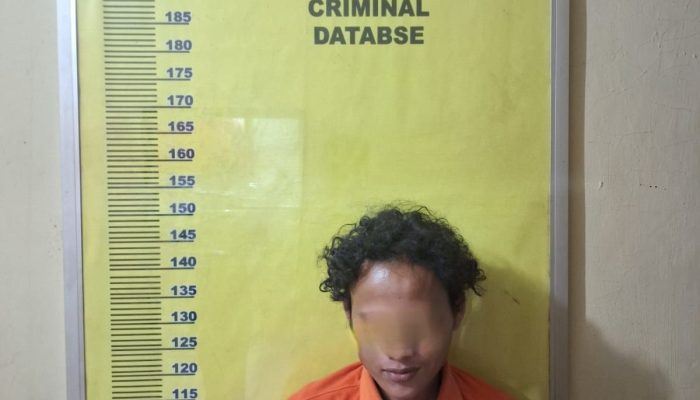 Pencurian 65 Tandan Sawit di Perkebunan PT Ivomas Tunggal, Polsek Kandis Amankan Satu Pelaku