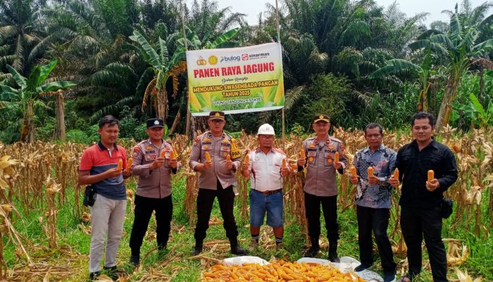 Polsek Kandis Bersama Yayasan Sakai Mandiri Panen Raya Jagung Pipil, Wujudkan Program Ketahanan Pangan