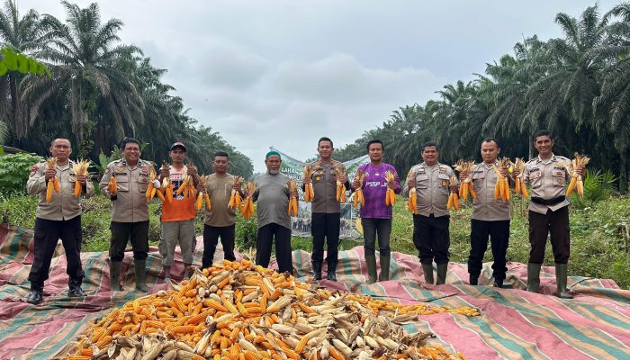 Panen Raya Jagung Kuartal IV di Koto Gasib, Polsek Koto Gasib Dorong Ketahanan Pangan Nasional