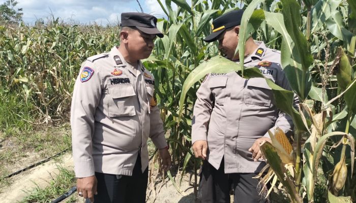 Polsek Tualang Dukung Swasembada Pangan, Jagung Pipil di Ponpes Abu Horairoh Segera Dipanen