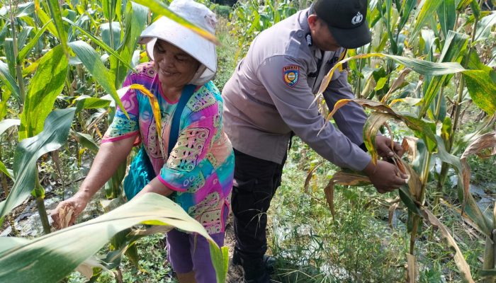 Jagung Pipil Siap Panen, Bhabinkamtibmas Polsek Tualang Terus Dampingi Petani Wujudkan Swasembada Pangan