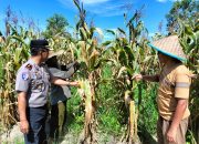 Dukung Ketahanan Pangan Kapolsek Tualang Cek Perkembangan Tanaman Jagung Di Pesantren Abu Horairoh. Alhamdulillah Panen Sebentar Lagi