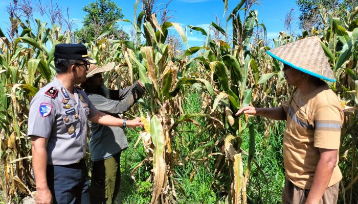Dukung Ketahanan Pangan Kapolsek Tualang Cek Perkembangan Tanaman Jagung Di Pesantren Abu Horairoh. Alhamdulillah Panen Sebentar Lagi