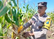 Polisi Cinta Petani, Polsek Tualang Turun ke Lahan Cek Jagung Siap Panen