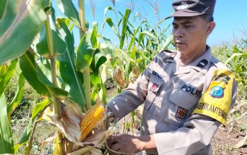 Polisi Cinta Petani, Polsek Tualang Turun ke Lahan Cek Jagung Siap Panen