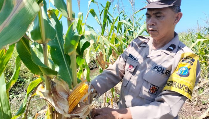 Polisi Cinta Petani, Polsek Tualang Turun ke Lahan Cek Jagung Siap Panen