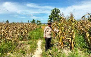 Polisi Cinta Petani, Bhabinkamtibmas Bersama Kasi Humas Cek Persiapan Panen Jagung Pipil di Ponpes Abu Hurairoh