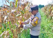 Polisi Cinta Petani, Bhabinkamtibmas Bersama Kasi Humas Cek Persiapan Panen Jagung Pipil di Ponpes Abu Hurairoh