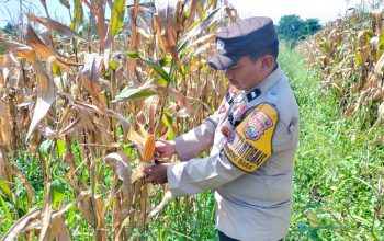 Polisi Cinta Petani, Bhabinkamtibmas Bersama Kasi Humas Cek Persiapan Panen Jagung Pipil di Ponpes Abu Hurairoh