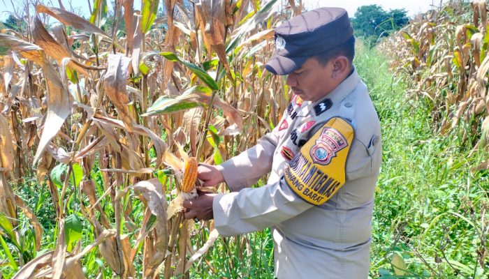 Polisi Cinta Petani, Bhabinkamtibmas Bersama Kasi Humas Cek Persiapan Panen Jagung Pipil di Ponpes Abu Hurairoh