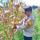 Polisi Cinta Petani, Bhabinkamtibmas Bersama Kasi Humas Cek Persiapan Panen Jagung Pipil di Ponpes Abu Hurairoh