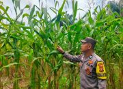Polsek Tualang Monitoring Ketahanan Pangan, Jagung Pipil di PT Palmax Sejati Mulai Berbuah pada Usia 80 Hari