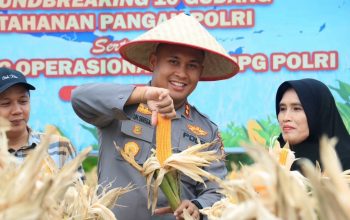 Perkuat Ketahanan Pangan Polres Siak Kelola 93,6 Hektar Lahan Jagung Dukung Swasembada Pangan Nasional