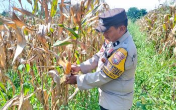 Polisi Cinta Petani, Bhabinkamtibmas Bersama Kasi Humas Cek Persiapan Panen Jagung Pipil di Ponpes Abu Hurairoh