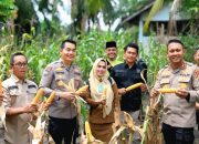Dukung Ketahanan Pangan Wadir Binmas Polda Riau dan Kapolres Siak Ikut Panen Jagung di Empang Pandan