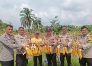 Polsek Koto Gasib Dukung Ketahanan Pangan Program Pemerintah: Panen Jagung Pipil