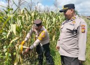 Polsek Tualang Dukung Swasembada Pangan, Jagung Pipil di Ponpes Abu Horairoh Segera Dipanen
