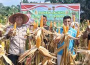 Panen Jagung Pipil di pekarangan Perumahan PT Palmax Sejati, Wujud Partisipasi Ketahanan Pangan