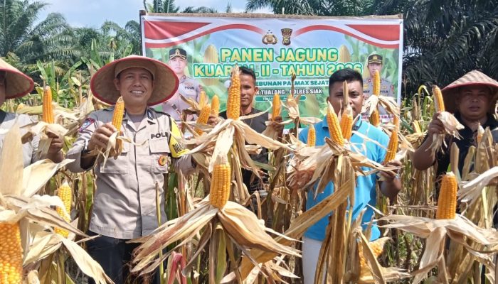 Panen Jagung Pipil di pekarangan Perumahan PT Palmax Sejati, Wujud Partisipasi Ketahanan Pangan