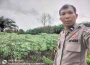 POLSEK KULIM DUKUNG KETAHANAN PANGAN NASIONAL MELALUI SAMBANG DAN MONITORING KEBUN UBI WARGA DI KELURAHAN PEBATUAN