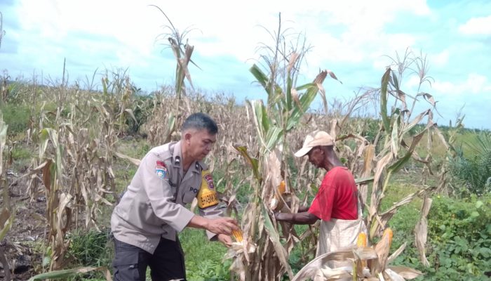 Dukung Ketahanan Pangan, Polsek Tualang Bersama Perusahaan Panen Jagung Pipil di PT SIR Sei Lukut