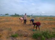 Polisi Sahabat Petani, Bhabinkamtibmas Tualang Turun ke Lahan Tanam Jagung 2 Hektare di PT.SIR