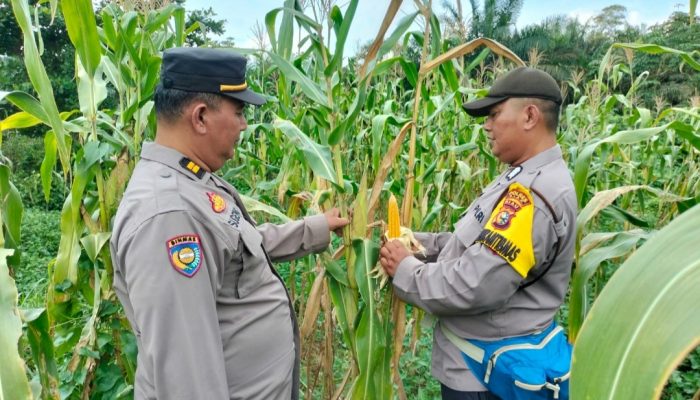 Jagung Mulai Tumbuh, Polisi Cek Langsung Lahan Ketahanan Pangan di PT PAS