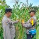 Jagung Mulai Tumbuh, Polisi Cek Langsung Lahan Ketahanan Pangan di PT PAS