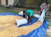 Dukung Ketahanan Pangan, Polsek Tualang Turun Langsung Jemur Jagung Bersama Petani