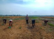 Polisi Sahabat Petani, Bhabinkamtibmas Tualang Turun ke Lahan Tanam Jagung 2 Hektare di PT. SIR