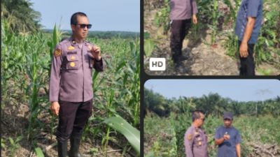 UPAYAKAN HASIL MAKSIMAL DUKUNG KETAHANAN PANGAN, PERSONIL POLRES SIAK SETIAP HARI TURUN KE LAHAN DORONG DAN BERI PENDAMPINGAN KEPADA PETANI JAGUNG PIPIL BINAAN POLRES SIAK