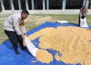 Dukung Ketahanan Pangan, Polsek Tualang Turun Langsung Jemur Jagung Bersama Petani