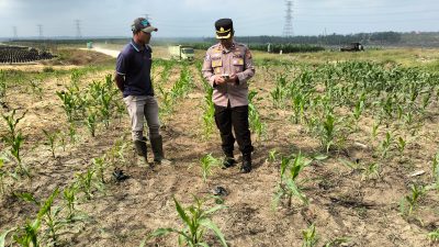 Kapolsek Tualang Cek Pertumbuhan Jagung di PT SIR, Pastikan Program Ketahanan Pangan Berjalan Optimal