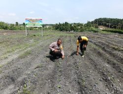 Bhabinkamtibmas Polsek Tualang Cek Pertumbuhan Jagung dan Monitoring Penanaman Bibit Jagung Kuartal III di PT AIP