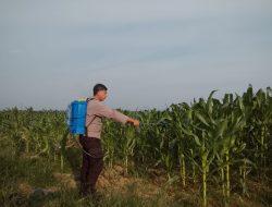 Dukung Swasembada Pangan, Bhabinkamtibmas Polsek Tualang Rawat Jagung Pipil di Lahan PT SIR Lewat Penyemprotan Pupuk.