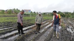 Monitoring Pertumbuhan Jagung Pipil, Bhabinkamtibmas Polsek Tualang Pastikan Program Ketahanan Pangan Berjalan Optimal