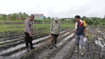 Monitoring Pertumbuhan Jagung Pipil, Bhabinkamtibmas Polsek Tualang Pastikan Program Ketahanan Pangan Berjalan Optimal