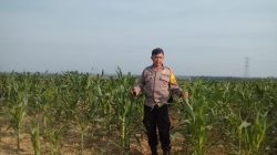 Jaga Kualitas Jagung Pipil, Aipda Azwan Har Dampingi Petani Semprot Pupuk di Lahan PT SIR Dukung Ketahanan Pangan