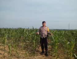 Jaga Kualitas Jagung Pipil, Aipda Azwan Har Dampingi Petani Semprot Pupuk di Lahan PT SIR Dukung Ketahanan Pangan