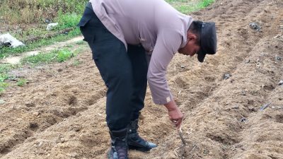 Panas Terik Tak Halangi Polisi dan Petani Tanam Jagung di Ponpes Abu Huroiroh, Dukung Swasembada Pangan
