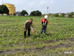 Usia 21 Hari, Jagung di Lahan PT AIP Tualang Tumbuh hingga 20 Cm, Polsek Turun Cek Dalam Rangka Ketahanan Pangan