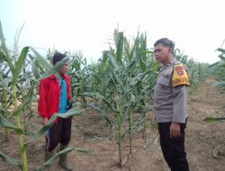 Ketahanan Pangan Terus Didorong, Jagung Di PT SIR Usia 59 Hari Mulai Berbuah