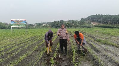 Dukung Swasembada Pangan, Polsek Tualang Rawat Jagung Pipil 2 Hektare di PT AIP