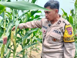 Progres Ketahanan Pangan, Pertumbuhan Jagung Pipil di Lahan PT SIR Menunjukkan Hasil Positif
